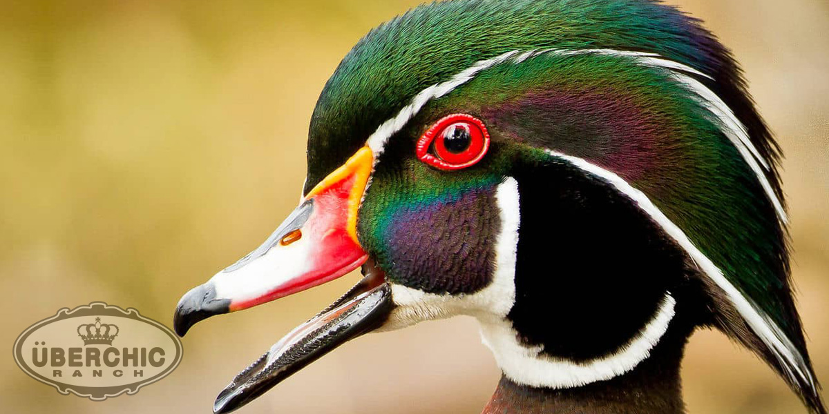Wood Duck Drake Closeup